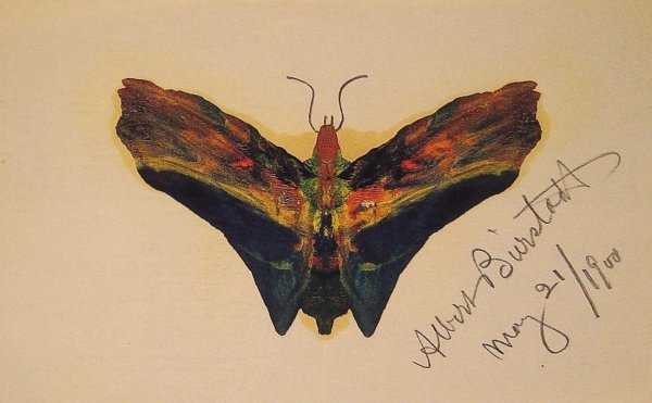 Butterfly (second Version)