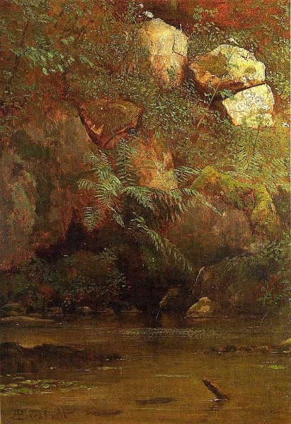 Ferns And Rocks On An Embankment