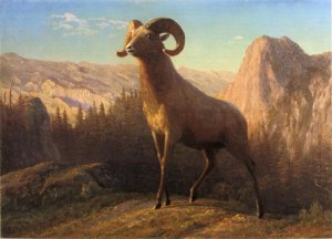 A Rocky Mountain Sheep  Ovis  Montana