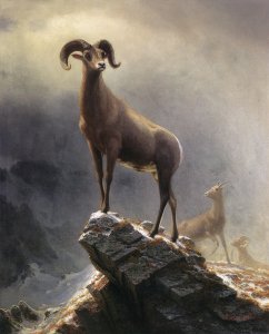 Rocky Mountain Sheep 1