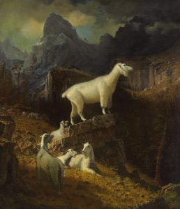 Rocky Mountain Goats